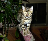 Lancelot at 17 weeks.  